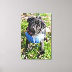 Black Pug Puppy Wearing A Jacket Canvas Print