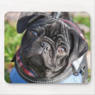 Black Pug Puppy Wearing A Jacket Mouse Mat