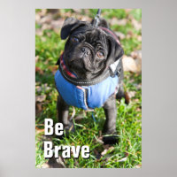 Black Pug Puppy Wearing A Jacket