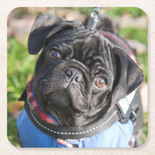 Black Pug Puppy Wearing A Jacket Square Paper Coaster