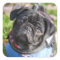 Black Pug Puppy Wearing A Jacket