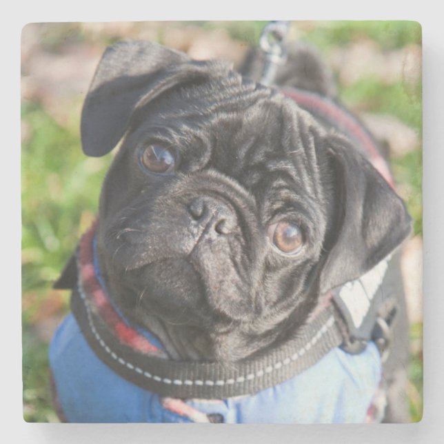 Black Pug Puppy Wearing A Jacket Stone Coaster (Front)