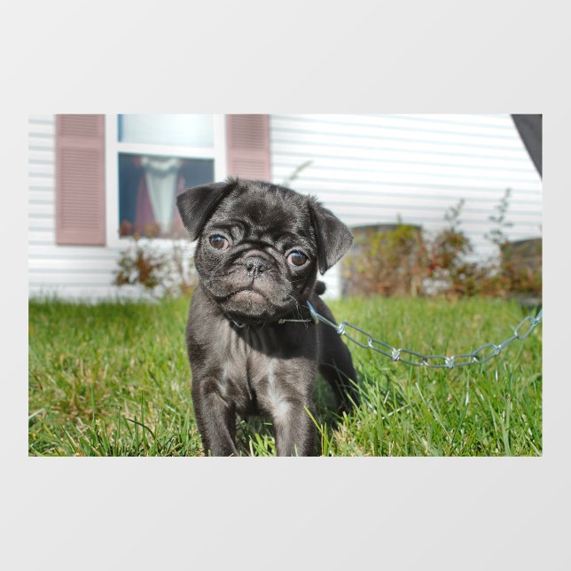 Black Pug puppy Window Cling (Sheet)