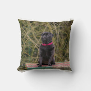 black pug sitting cushion