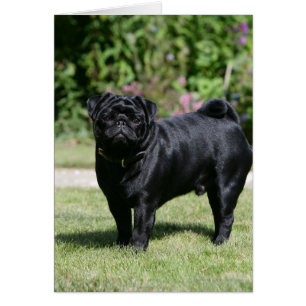 Black Pug Standing Looking at Camera