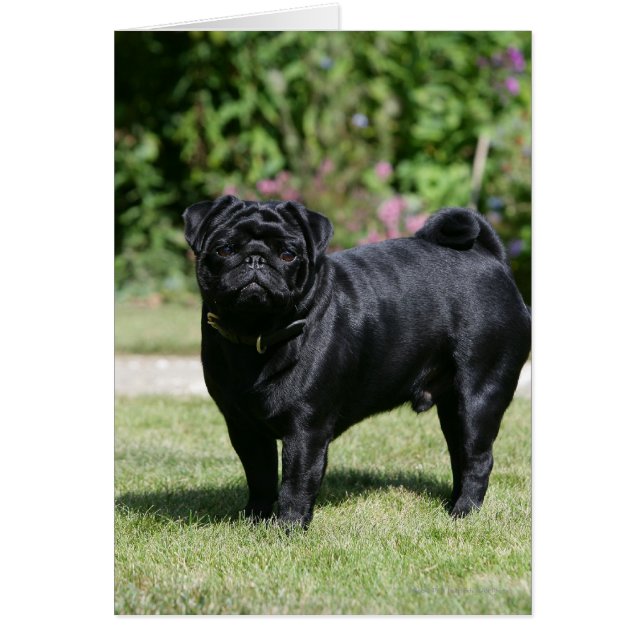 Black Pug Standing Looking at Camera (Front)