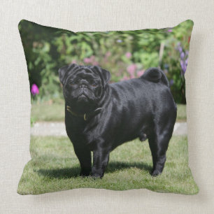 Black Pug Standing Looking at Camera Cushion