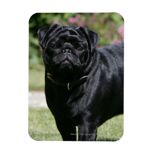 Black Pug Standing Looking at Camera Magnet (Vertical)