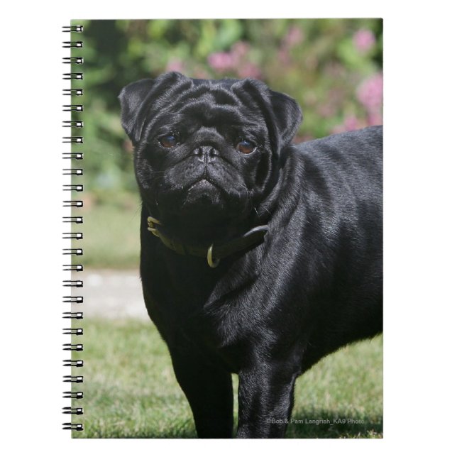 Black Pug Standing Looking at Camera Notebook (Front)