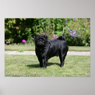 Black Pug Standing Looking at Camera Poster