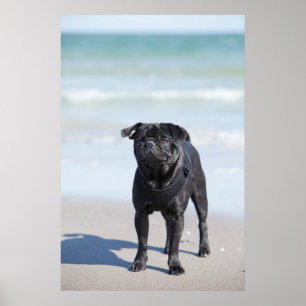 Black Pug Standing On The Beach Poster