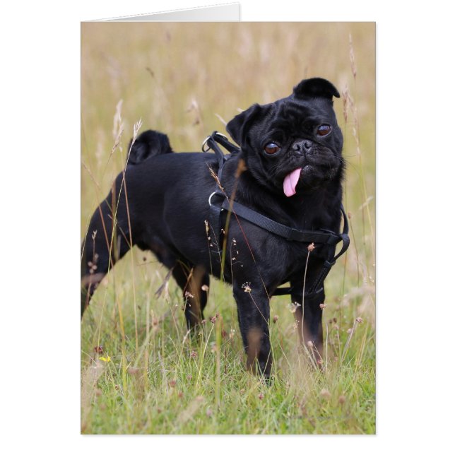 Black Pug Sticking Out Tounge (Front)
