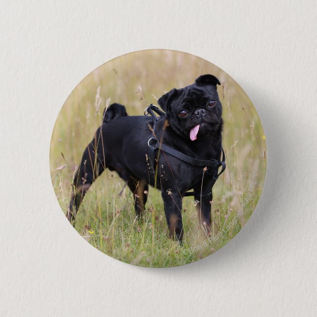 Black Pug Sticking Out Tounge 6 Cm Round Badge (Front)