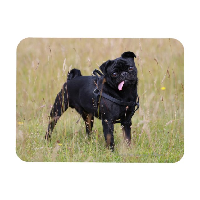 Black Pug Sticking Out Tounge Magnet (Horizontal)
