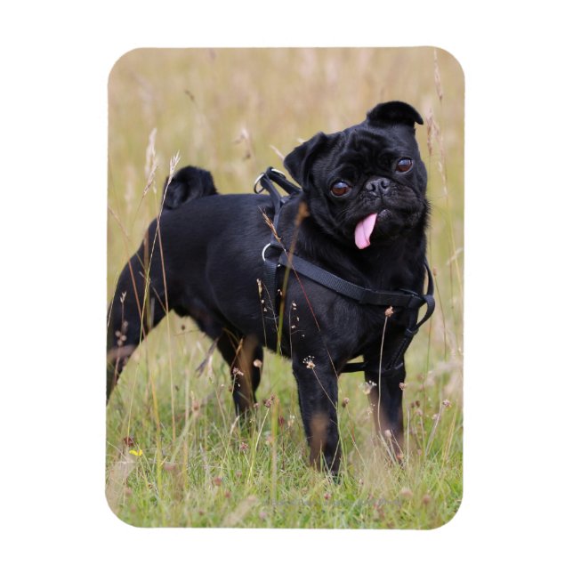 Black Pug Sticking Out Tounge Magnet (Vertical)
