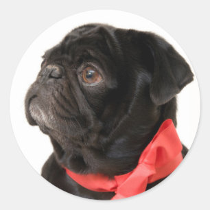Black pug  with red bow classic round sticker