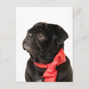 Black pug with red bow postcard