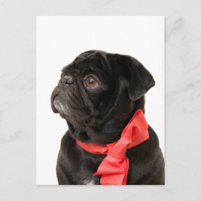 Black pug  with red bow postcard (Front)