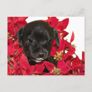 Black puppy Christmas Holiday Postcard