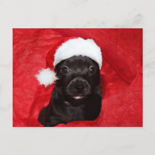 Black puppy dog Christmas Holiday Postcard (Front)