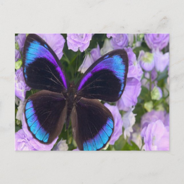 Black, Purple and Blue Butterfly Postcard (Front)