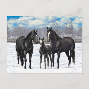 Black Quarter Horses In Snow Postcard