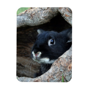 Black Rabbit in Hollow of a Tree Magnet