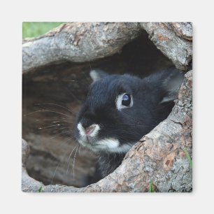 Black Rabbit in Hollow of a Tree Photo Magnet