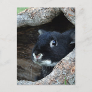 Black Rabbit in Hollow of a Tree Postcard