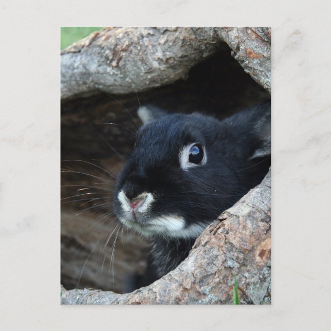Black Rabbit in Hollow of a Tree Postcard (Front)
