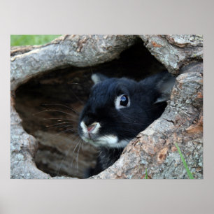 Black Rabbit in Hollow of a Tree Poster