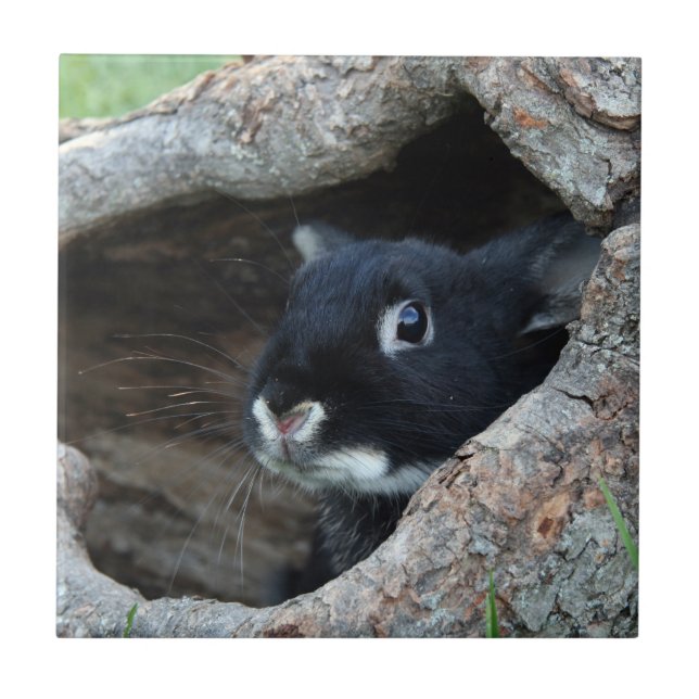 Black Rabbit in Hollow of a Tree Tile (Front)