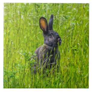 Black rabbit in the grass ceramic tile