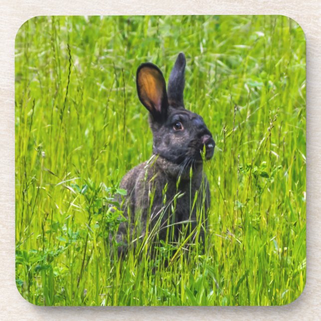 Black rabbit in the grass hard plastic coasters (Front)