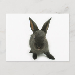 black rabbit postcard