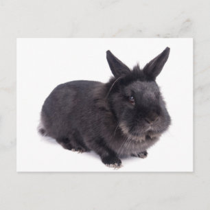 black rabbit postcard