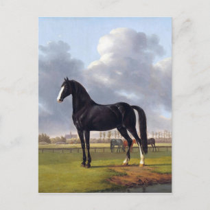 Black Race Horse circa 1828 Postcard