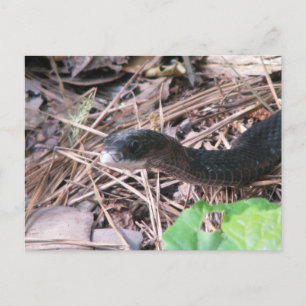 Black Racer Hunting Postcard