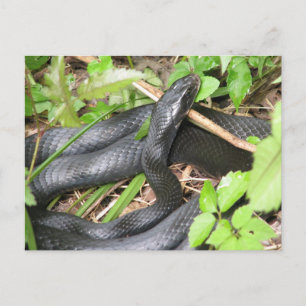 Black Racer Snake Sunning Postcard
