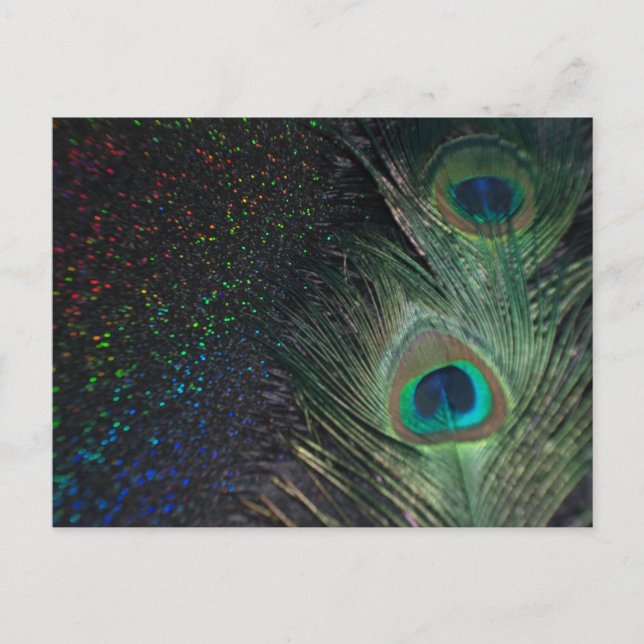 Black Rainbow Peacock Postcard (Front)