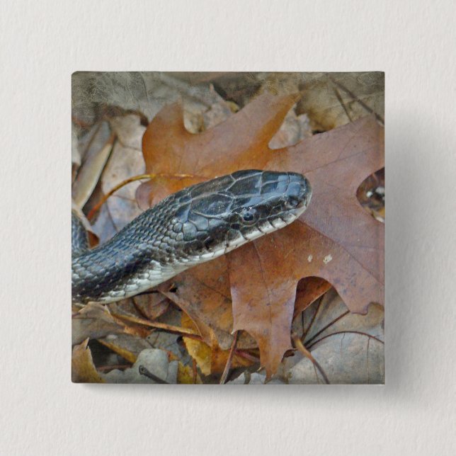 Black Rat Snake - Elaphe obsoleta obsoleta 15 Cm Square Badge (Front)