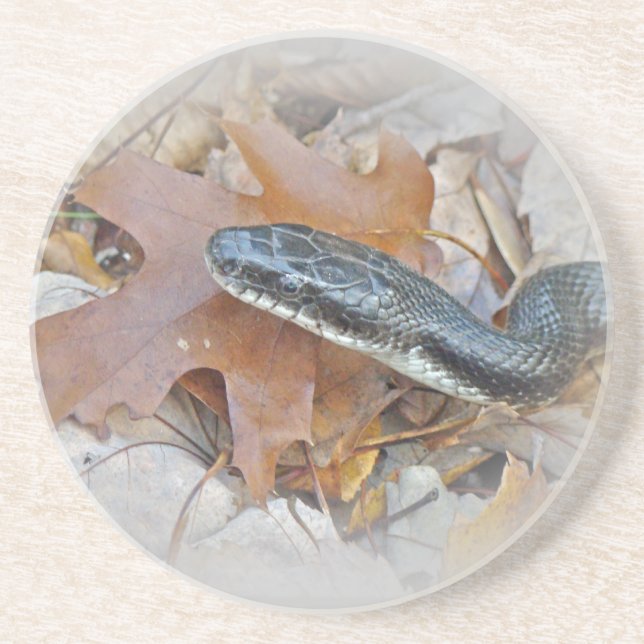 Black Rat Snake - Elaphe obsoleta obsoleta Coaster (Front)