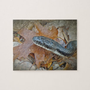 Black Rat Snake - Elaphe obsoleta obsoleta Jigsaw Puzzle