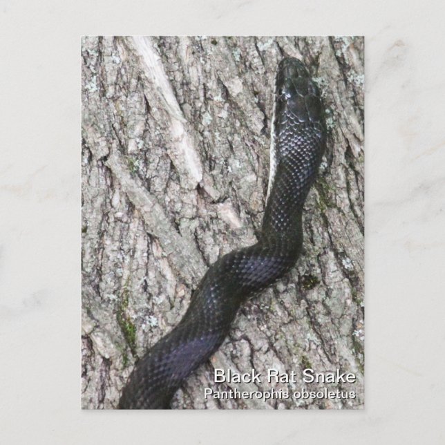 Black Rat Snake Postcard (Front)