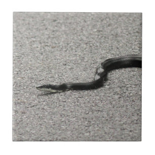 Black Rat Snake Tile
