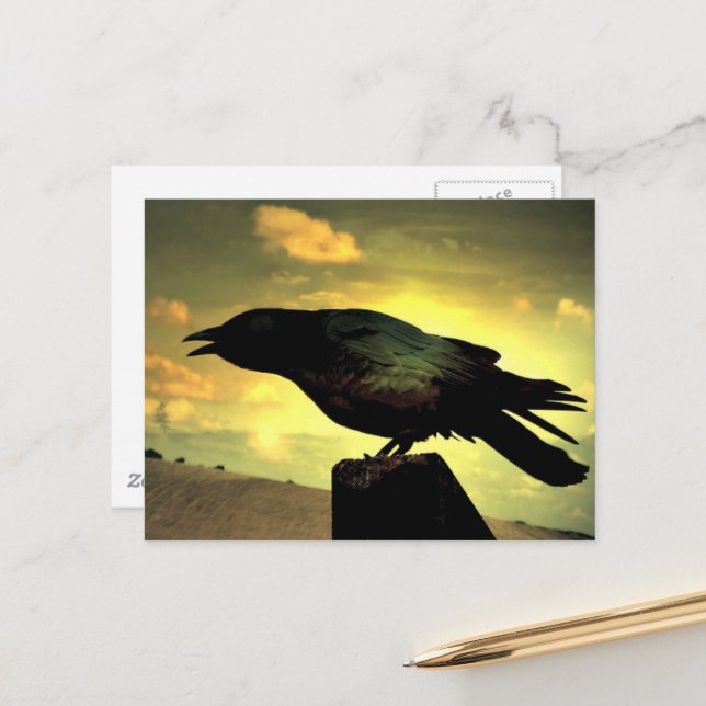 Black Raven Postcard (Front/Back In Situ)