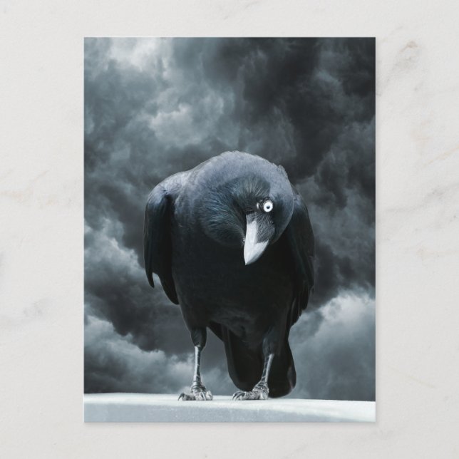 Black Raven Postcard (Front)