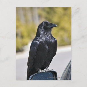 Black Raven - postcard