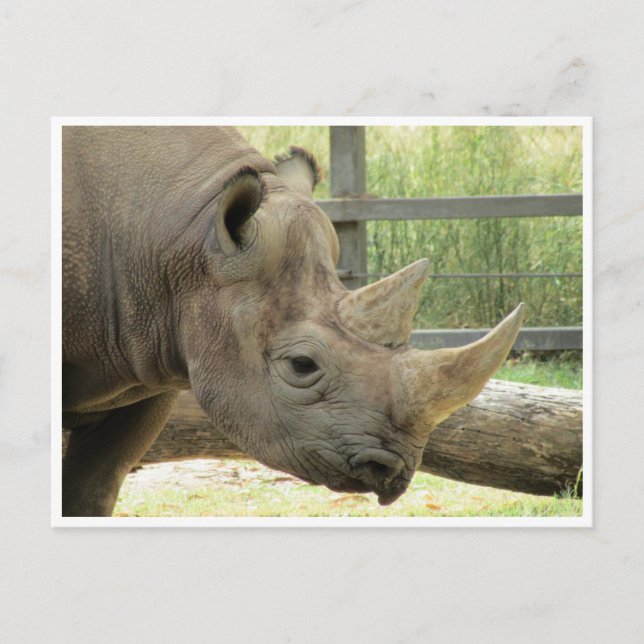 black rhino postcard (Front)