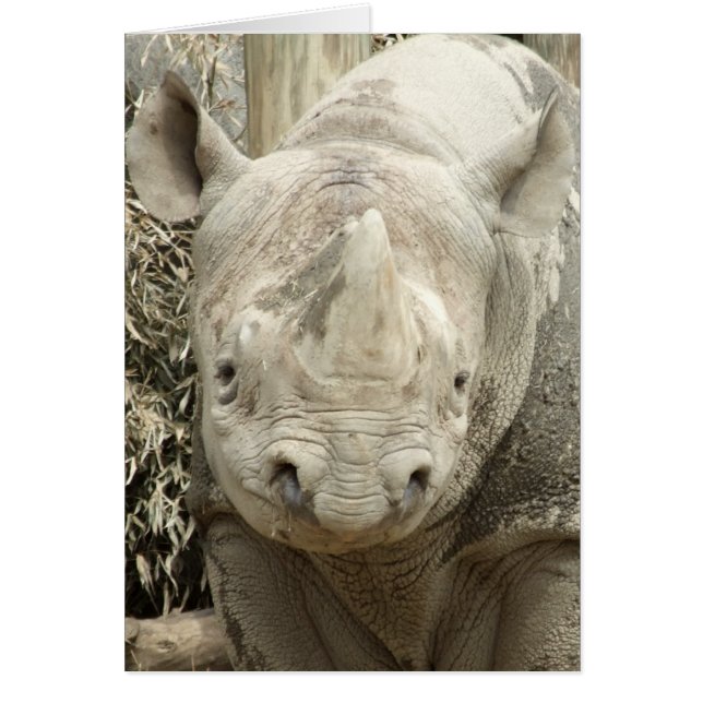 Black Rhinoceros Card (Front)